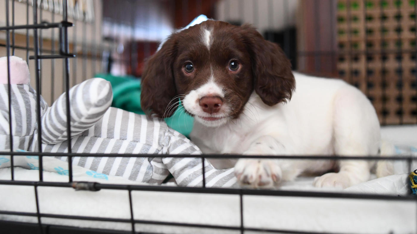 Best crates for puppies: safe, secure and strong [Video]