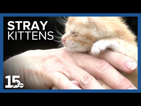 100-year-old woman, caregiver seeks help after stray cats dumped on property [Video]