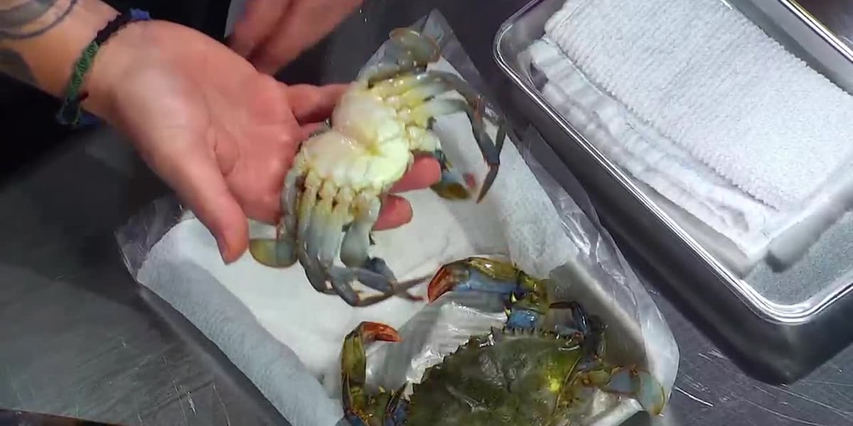 Soft-shell crab season is here! [Video]