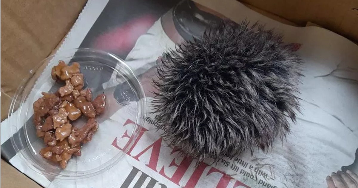 Woman Mistakes Pom Pom For Baby Hedgehog And Rescues It [Video]