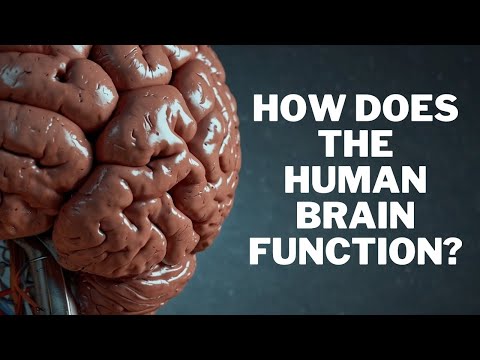 How does the human brain function ? [Video]