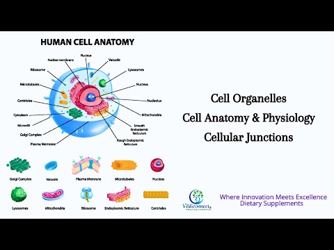 Cell Organelles | Cell Anatomy & Physiology | Cellular Junctions [Video]