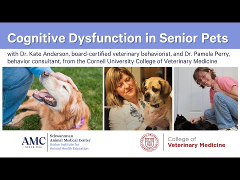 Cognitive Dysfunction in Senior Pets [Video]