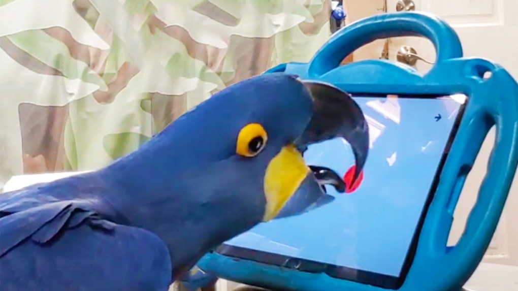 Parrots can play mobile games [Video]