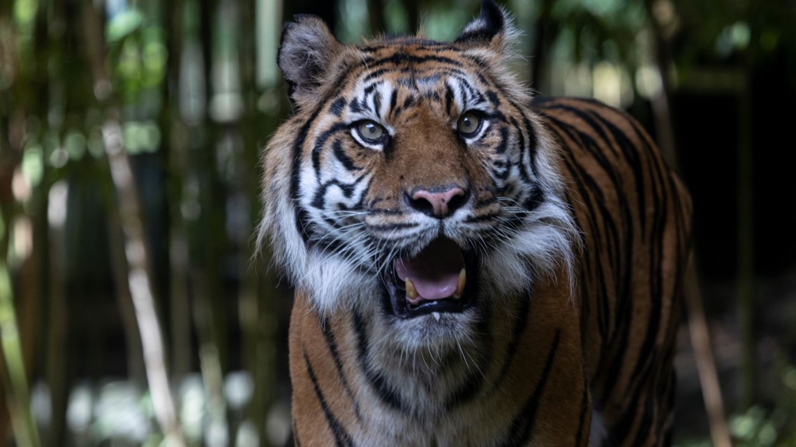 Zoo Atlanta mourns loss of Sumatran tiger Chelsea [Video]