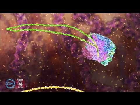 New research shows how cells control splicing [Video]