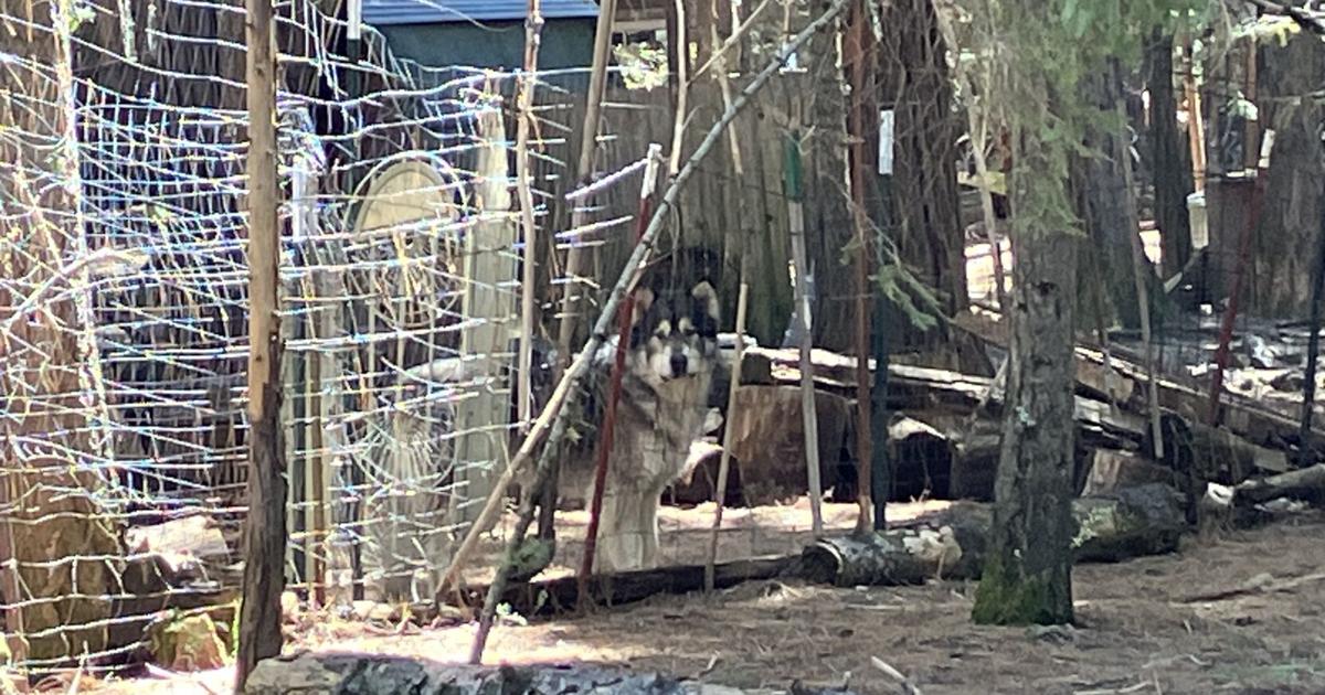 3 adult Wolf-dog hybrids still on the loose in Shasta County | News [Video]