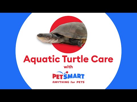 Ultimate Guide to Aquatic Turtle Care: Health and Happiness Tips [Video]