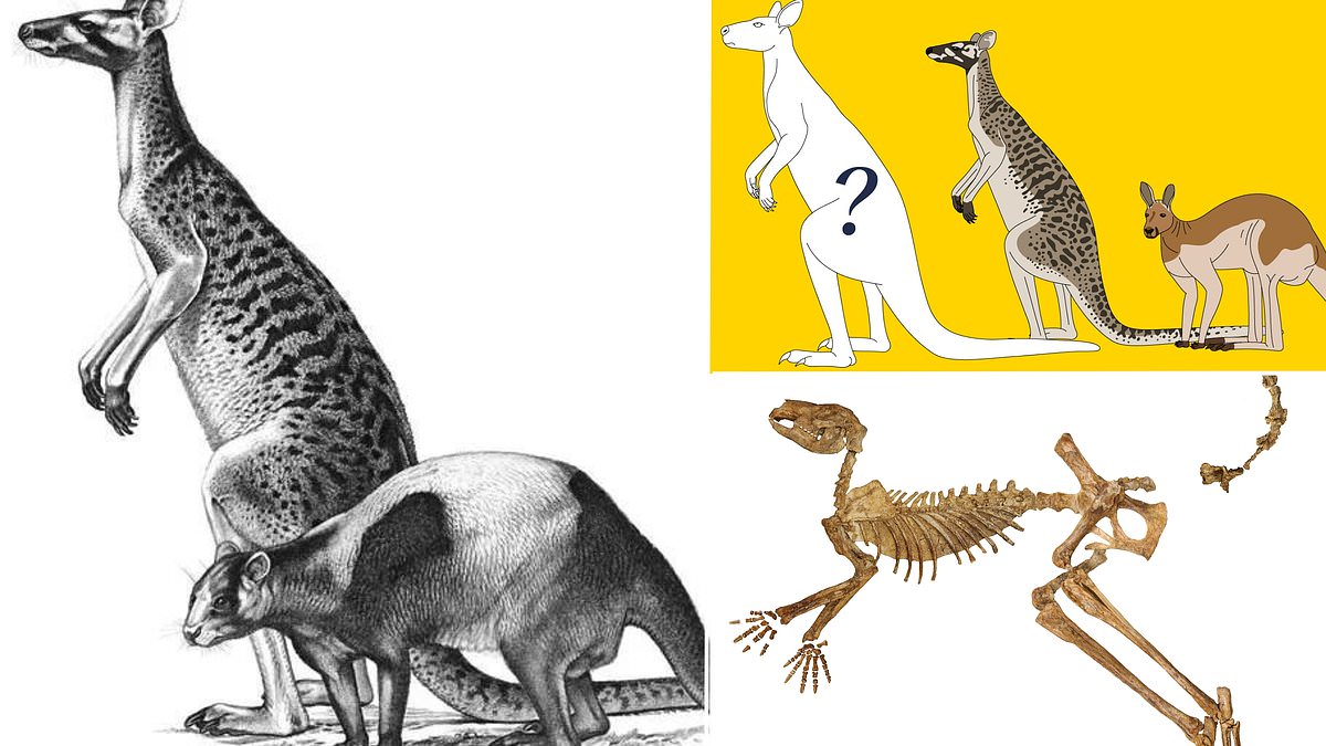 Giant kangaroo twice the size of a human roamed Australia 5 million years ago, study reveals [Video]