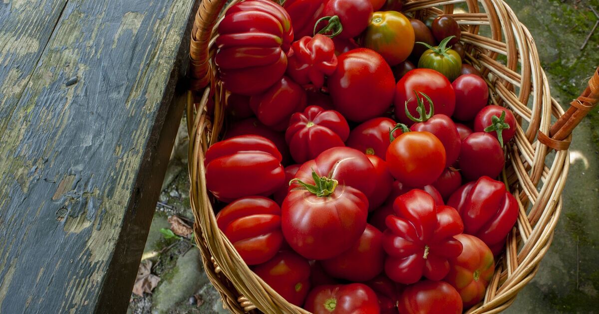 Unripe tomatoes can last ‘weeks’ longer with simple tip using everyday item [Video]