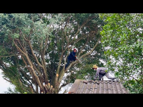 Cutting down dangerous trees threatens home safety – How to cut down trees with a chain saw [Video]