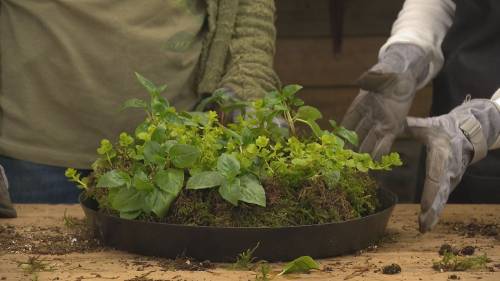 Gardening Tips: Living wreath using live plants and flowers [Video]
