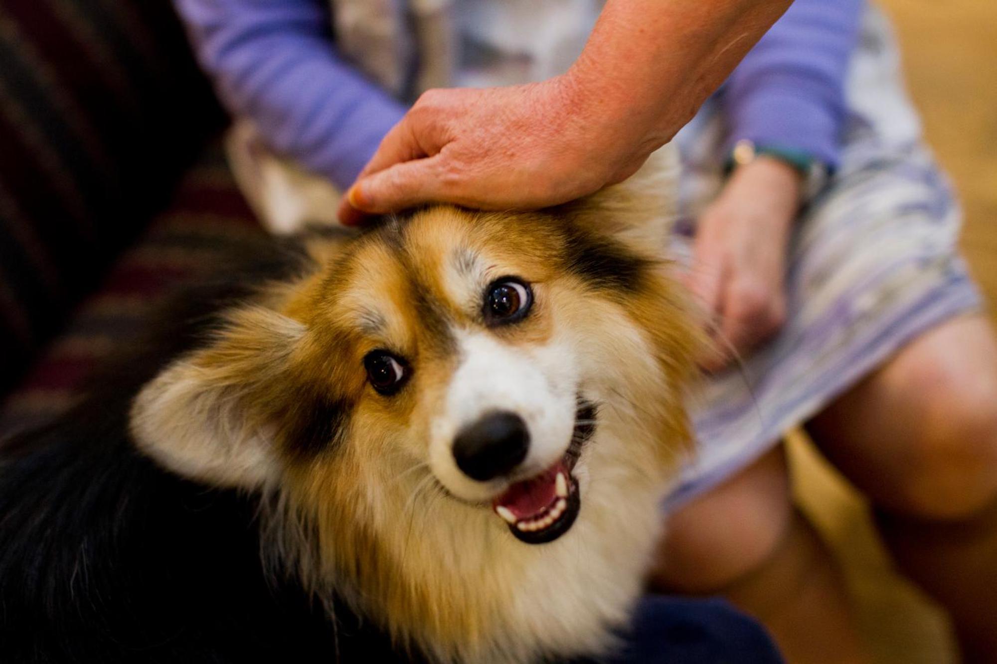 Pets offer health benefits but also have drawbacks, finds poll of older adults [Video]