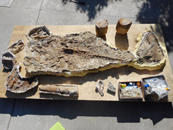 Prehistoric bones found on senior living grounds [Video]