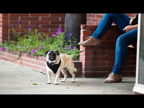 Challenging Your Pug s Mind Fun Puzzle Games for Mental Stimulation [Video]