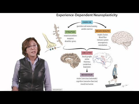 Research in 60 Seconds: skilled exercise & brain health [Video]