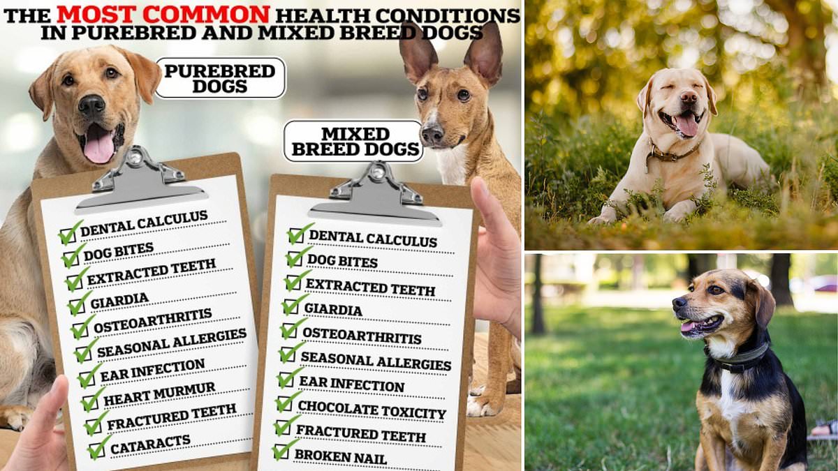 Purebred dogs are just as healthy as mixed breeds! Scientists debunk long-standing myth that inbreeding damages pooches’ health [Video]