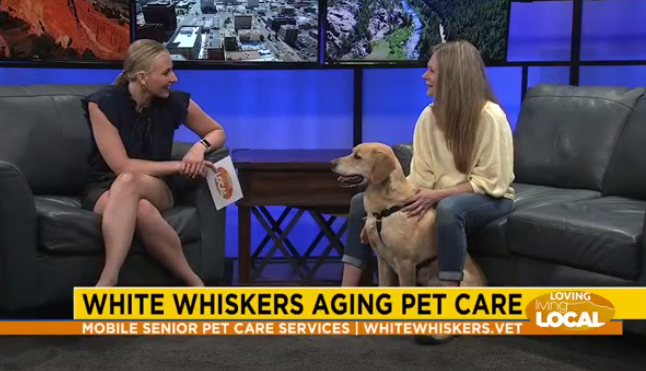 WhiteWhiskers serves senior pets in SOCO [Video]