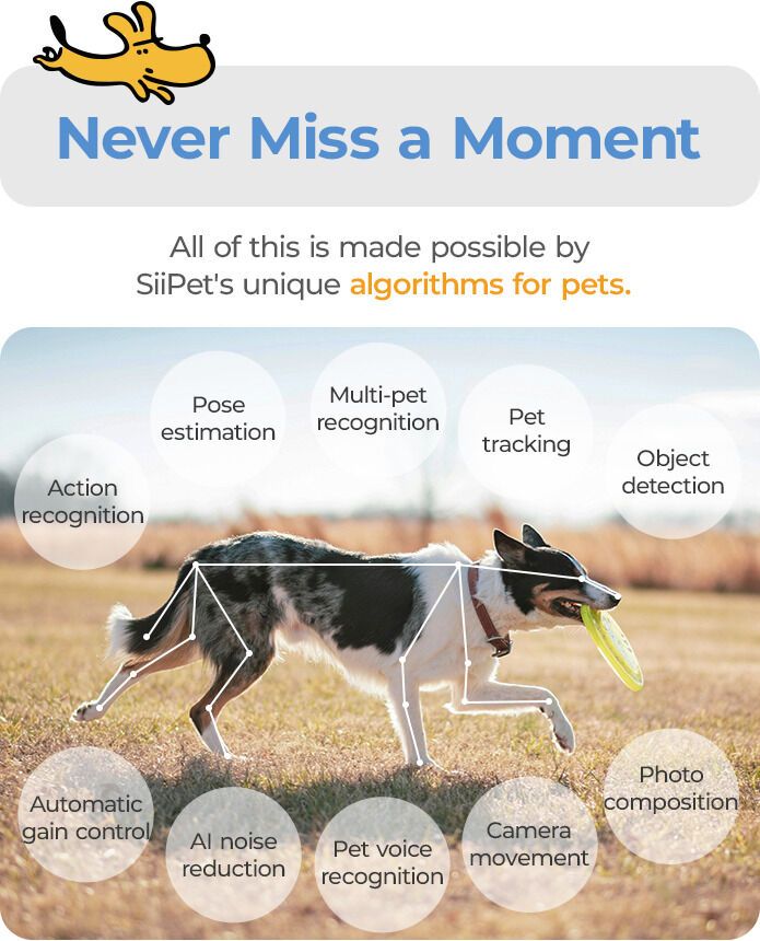 Crowdfunded Pet-Monitoring Cameras : siipet [Video]