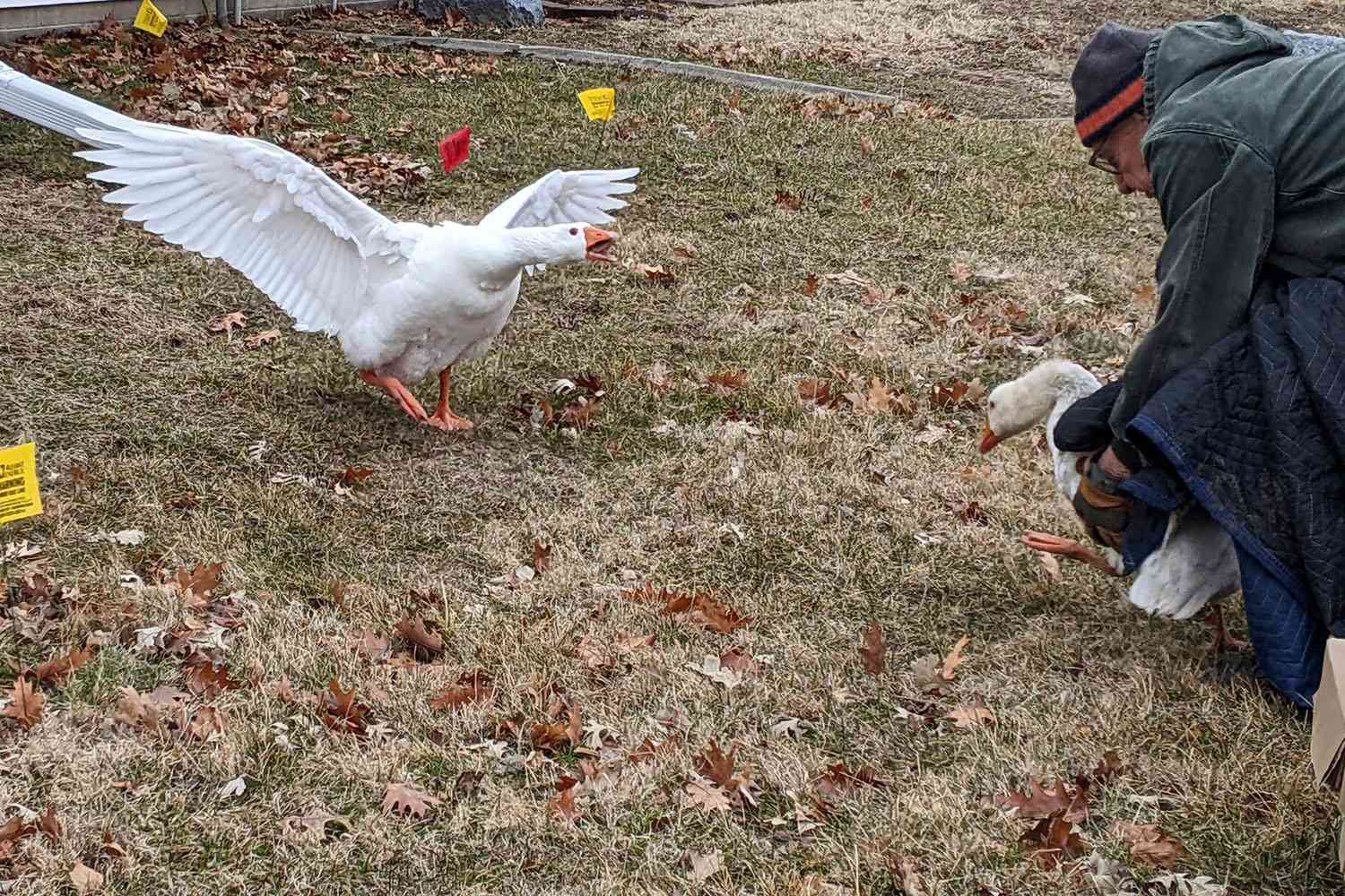 Widowed Geese Find Love Again at Iowa Cemetery [Video]