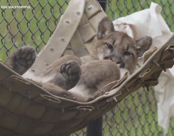 Mountain lion resting in a hammock in the Oakland Zoo relaxes [Video]
