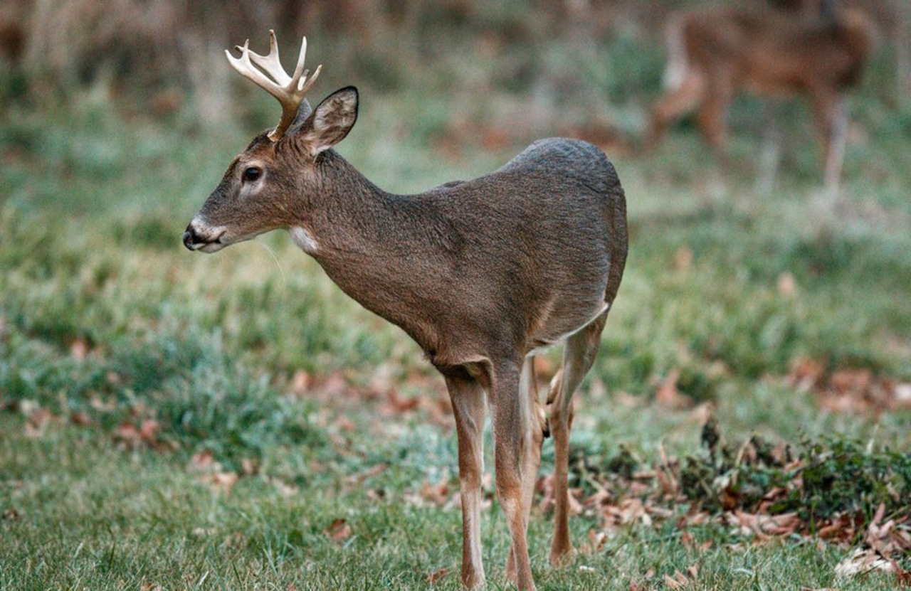 Saturday or Monday? Pa. hunters debate which firearms deer season opening date is better [Video]