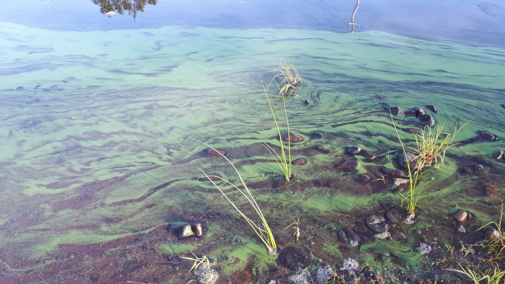 N.S. warns to keep eyes out for blue-green algae [Video]