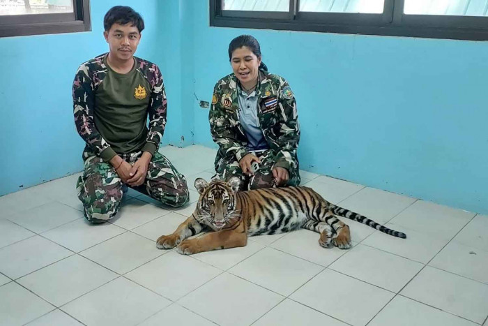 Bangkok Post – Owner of stray tiger cub must pay B1.4m [Video]