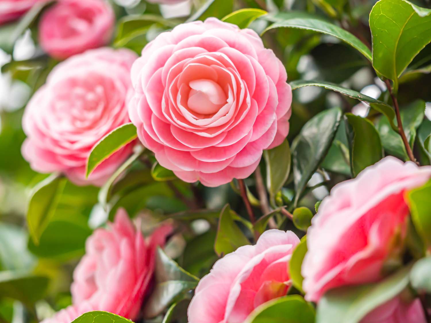 How to Grow and Care for Camellia [Video]