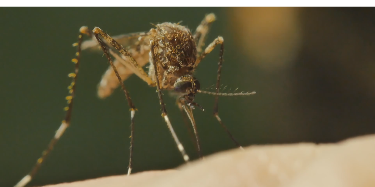West Nile Virus mosquitoes detected in Southern Nevada [Video]
