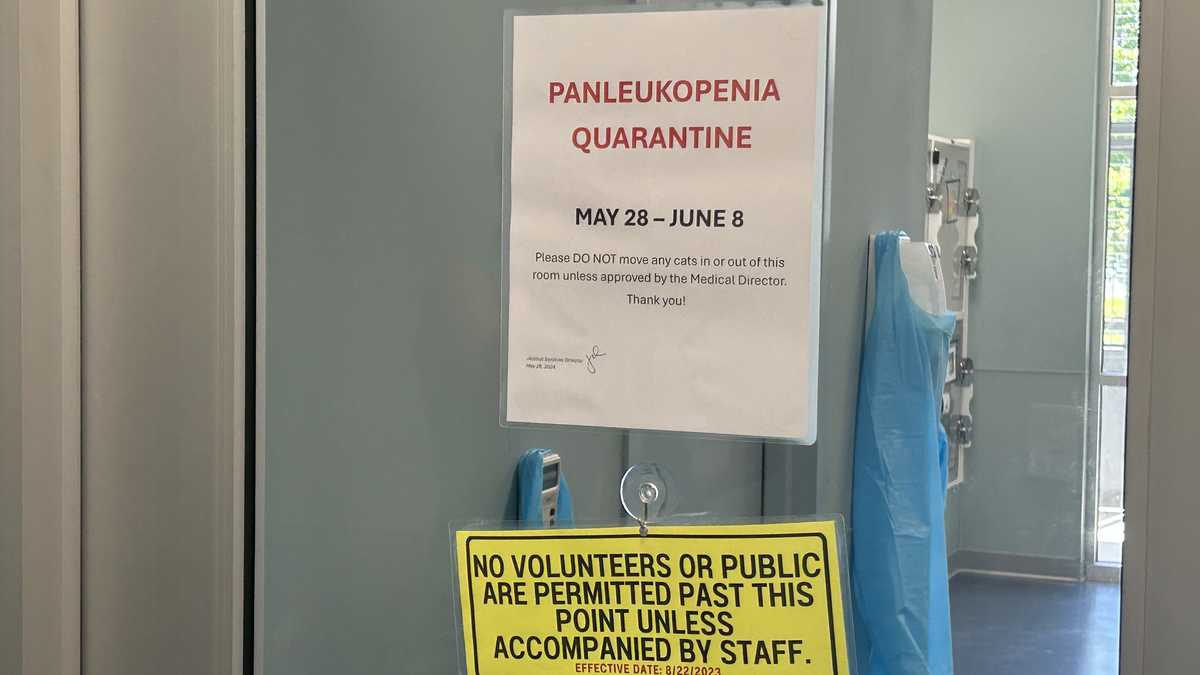 Guilford Co. Animal Services pauses cat intake after virus outbreak [Video]
