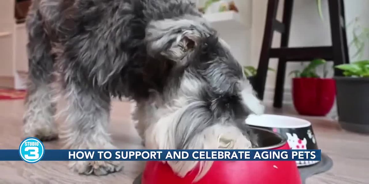 How to support and celebrate senior pets [Video]