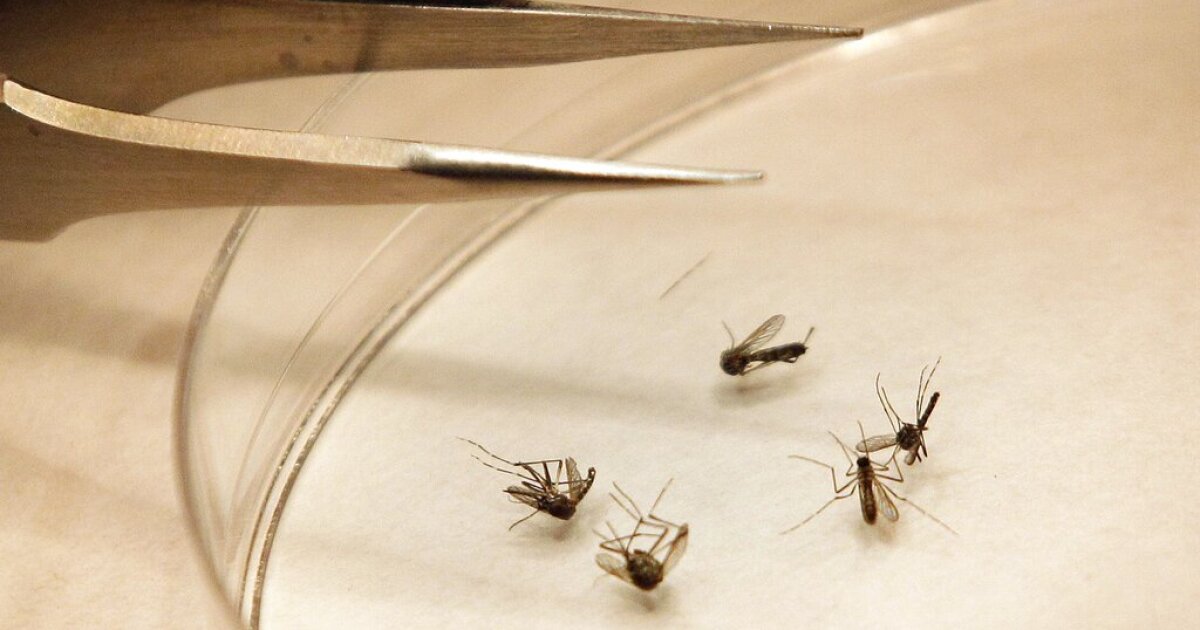 Mosquitoes confirmed positive for West Nile virus in Los Angeles County [Video]