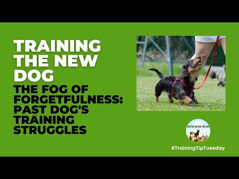 🐶 The Fog of Forgetfulness: Past Dog’s Training Struggles [Video]