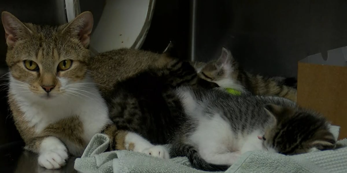 Charleston animal shelter pushing for foster families as animal intake numbers rise [Video]