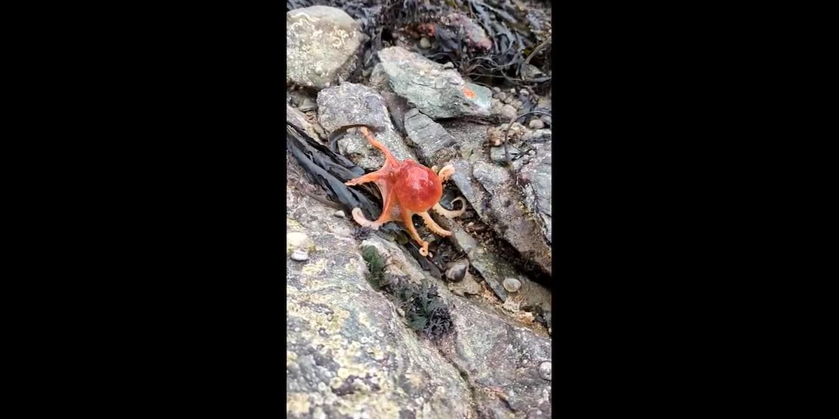 Octopus caught on video changing colors on beach