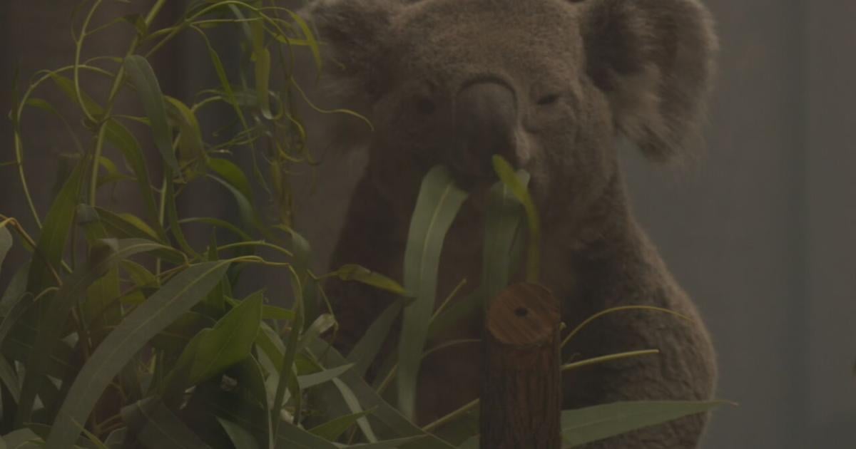 ‘They’re adorable’ | Koalas settle into new home, now on exhibit at Louisville Zoo | News from WDRB [Video]