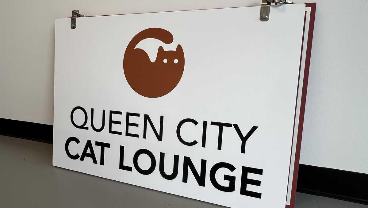 New ‘cat lounge’ to open this summer in Burlington [Video]