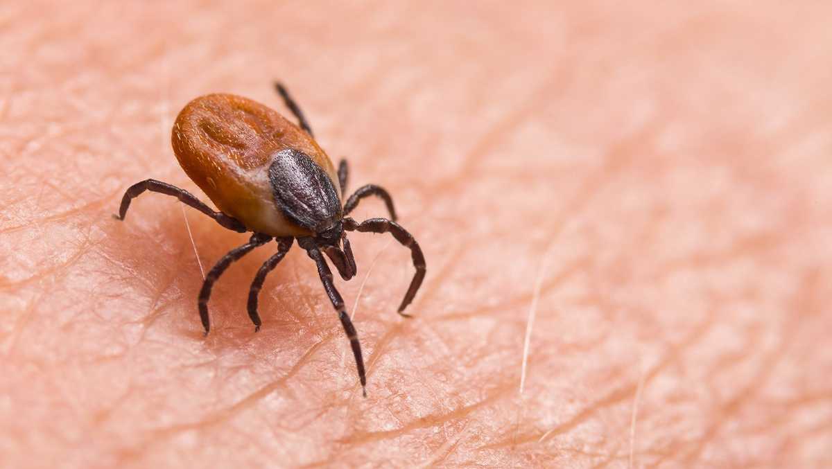 Mosquitoes and ticks are showing up with greater frequency [Video]