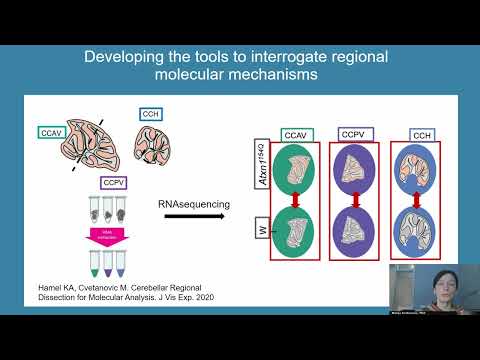 Selective Neuronal Vulnerability in Neurodegeneration [Video]