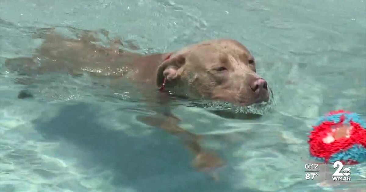 Dogs stimulate their minds in the pool [Video]