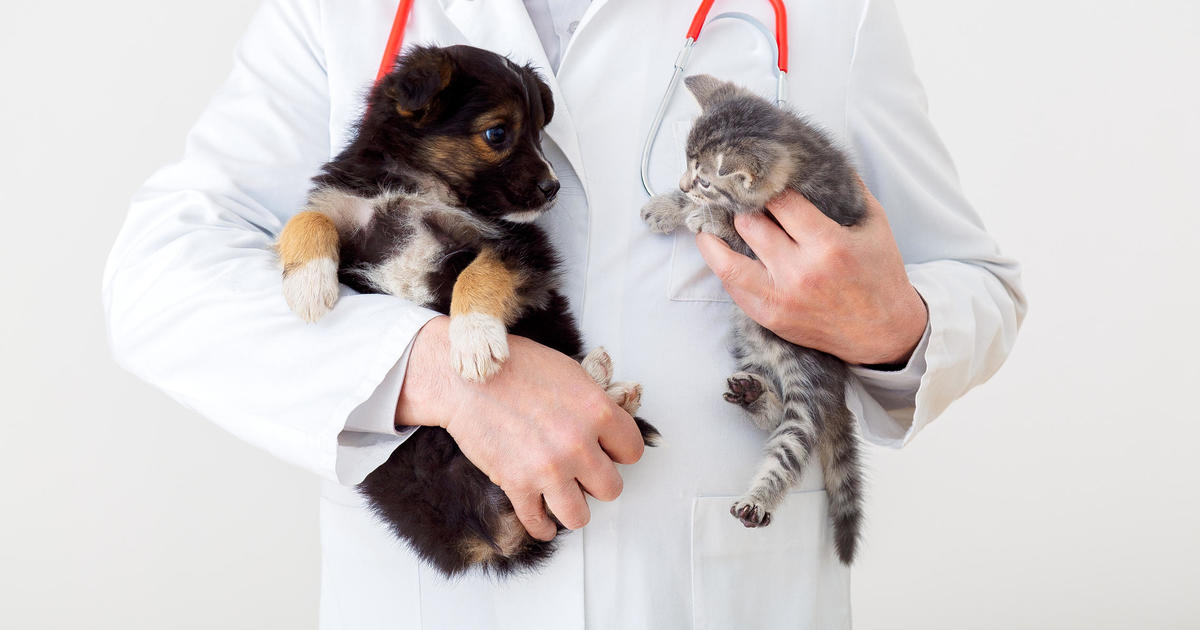 Nationwide to drop about 100,000 pet insurance policies [Video]