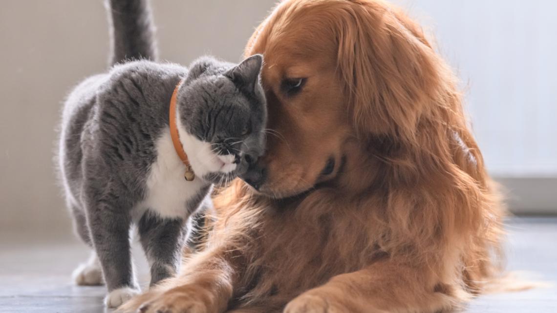 Nationwide to drop around 100,000 pet insurance policies [Video]
