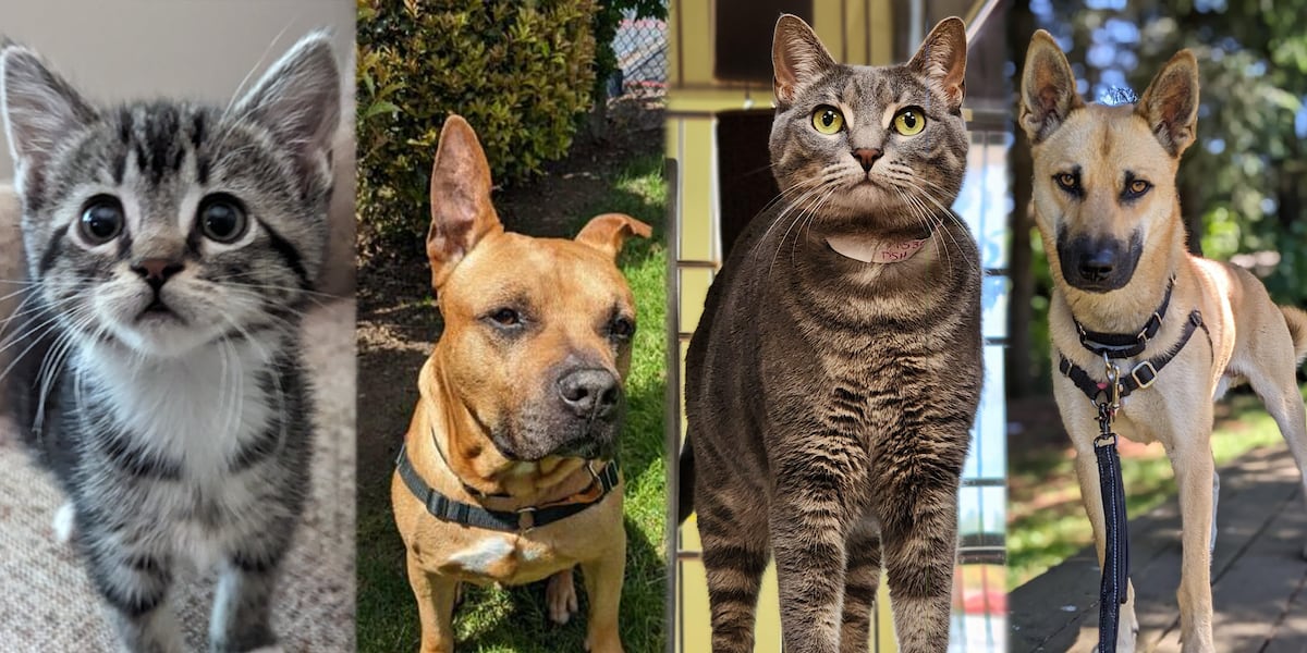 Vancouver humane society waiving fees for adoption event [Video]
