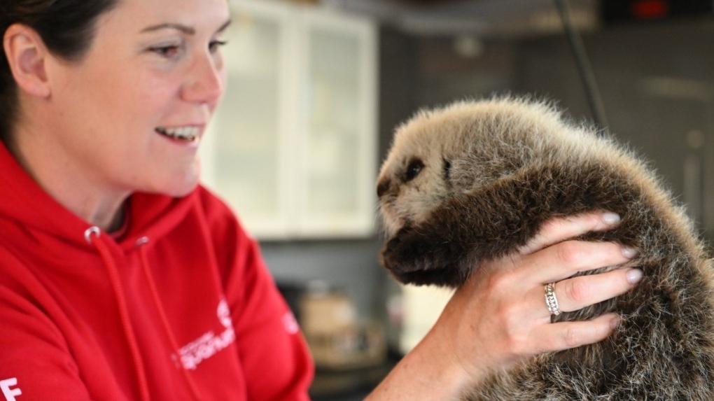 B.C. sea otter pup in critical condition, receiving 24-hour care [Video]