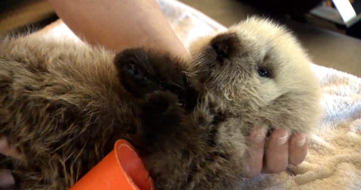 Rescued infant sea otter now getting round-the-clock care in Vancouver [Video]