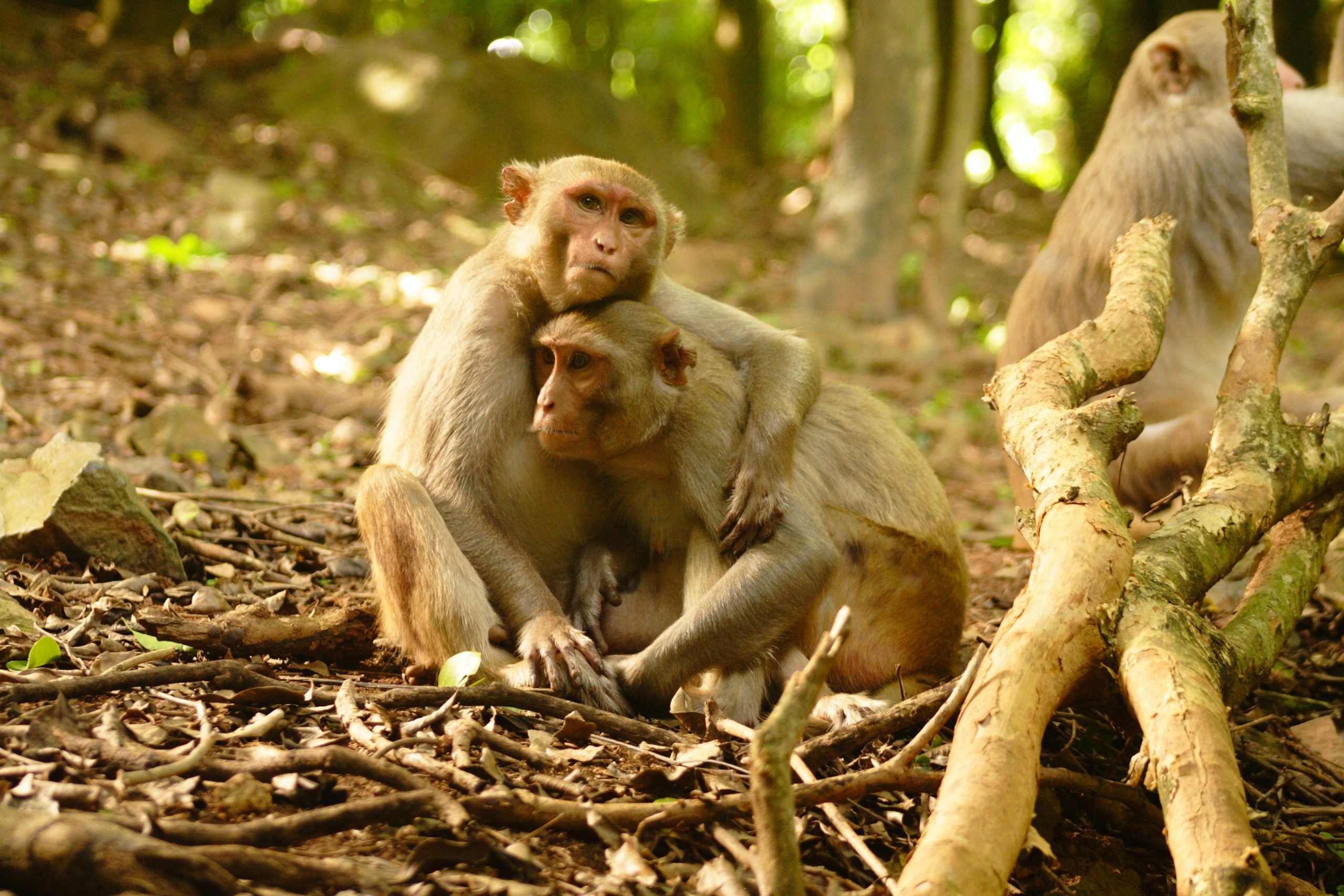 Climate Catastrophe Forces Island Monkeys to Quickly Master New Social Skills [Video]