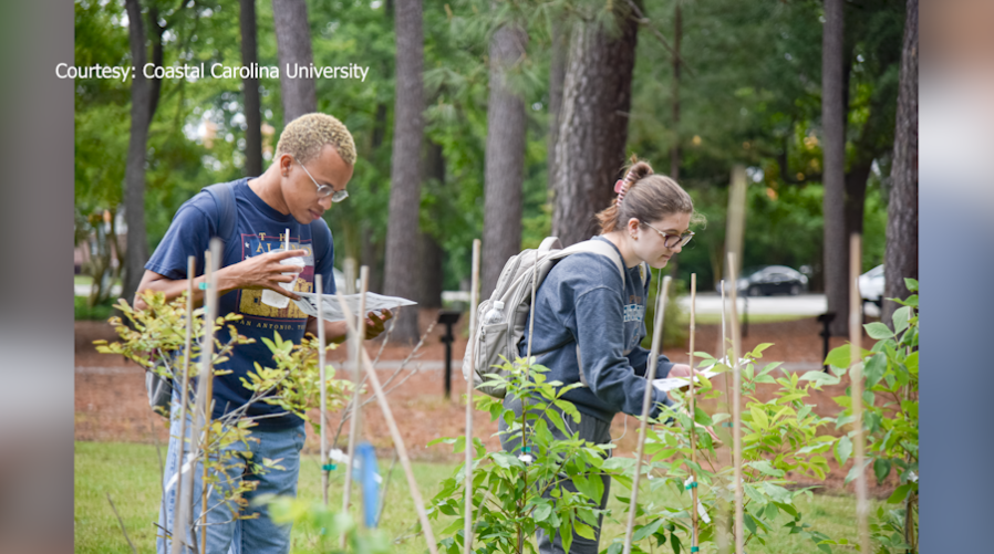 Arbor Day Foundation recognizes Coastal Carolina Universitys arboretum [Video]