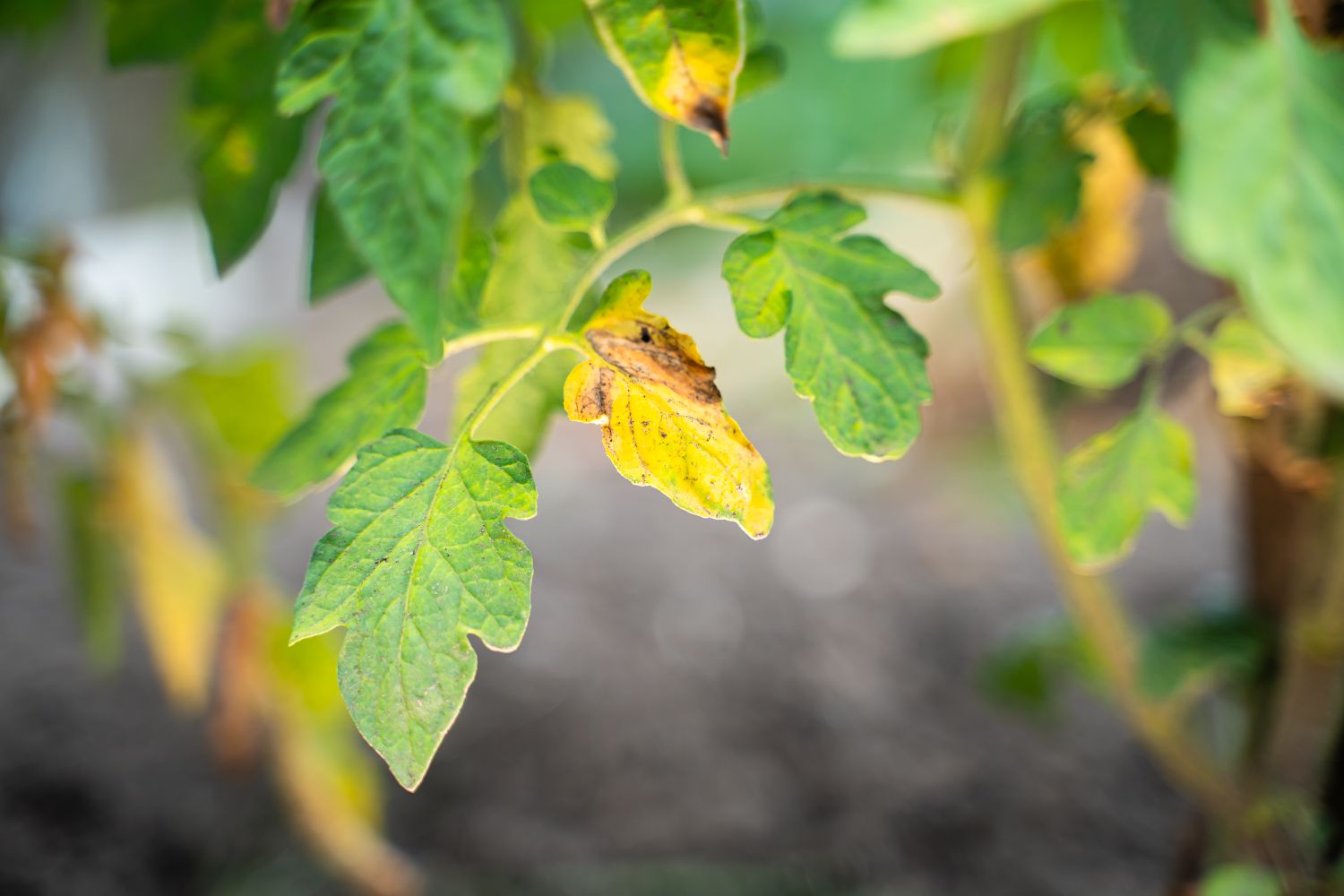 Why Your Tomato Plant Leaves Are Turning Yellow [Video]