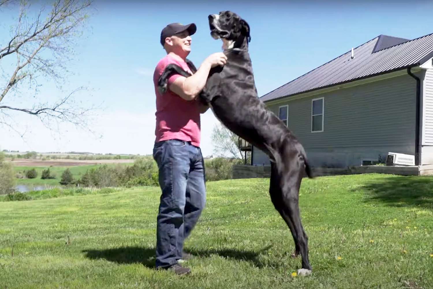 Worlds Tallest Dog Dies Days After Getting Record [Video]